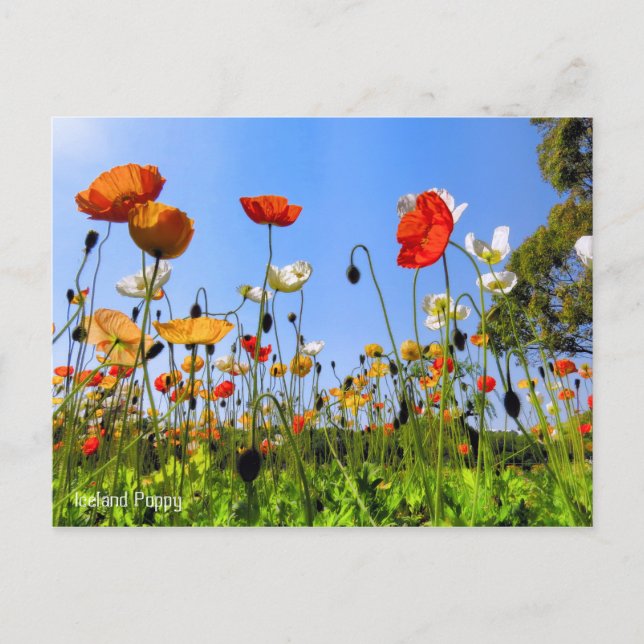 Carte Postale Islande Poppy [Carte postale] (Devant)