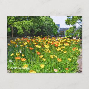 Carte Postale Islande Poppy [Carte postale] ポ regarder ー ド