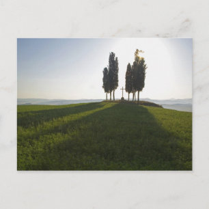 Carte Postale Italie, Toscane, Cyprès en Toscane avec