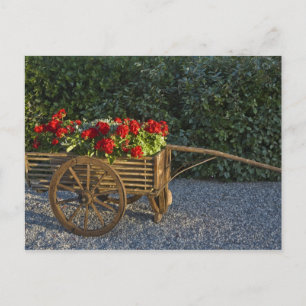 Carte Postale Italie, Toscane. Les géraniums rouges débordent d'