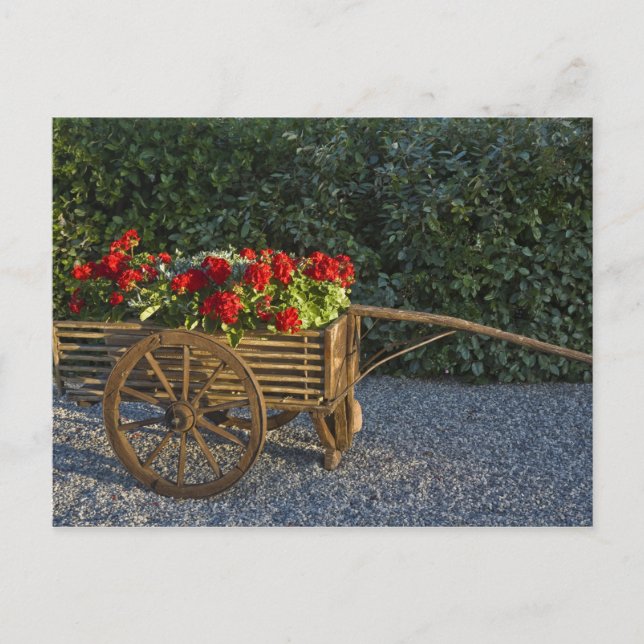 Carte Postale Italie, Toscane. Les géraniums rouges se déversent (Devant)