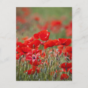 Carte Postale Italie, Toscane, Masse de coquelicots d'été en