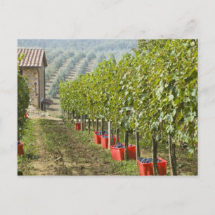 Carte Postale Italie, Toscane, Montalcino. Cuves de récolté