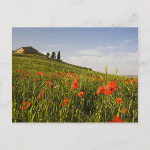Carte Postale Italie, Toscane, Villa toscane au printemps avec