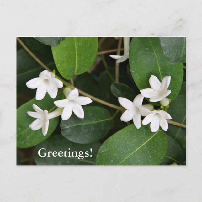 Carte postale Ivy en Algérie (Devant)