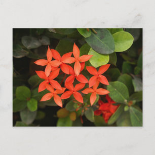 Carte Postale Ixora Coccinea - Fleurs rouges