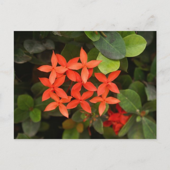 Carte Postale Ixora Coccinea - Fleurs rouges (Devant)