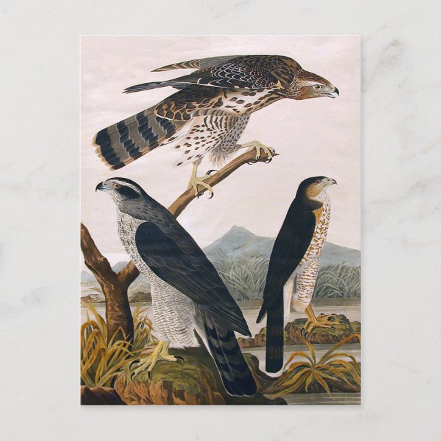 Carte Postale J.J. Audubon (Goshawk, Stanley Hawk) (1829) (Devant)