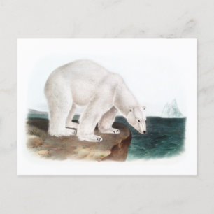 Carte Postale J.W. Audubon - Ours polaire Ursus Maritimus