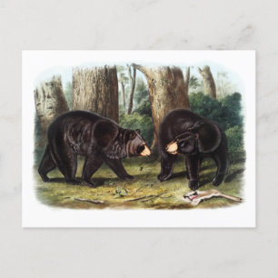 Carte Postale J.W. Audubon - Ursus Americanus (Ours Noir)
