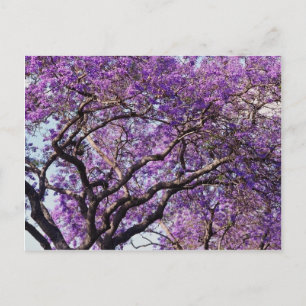 Carte Postale Jacaranda dans les fleurs de printemps