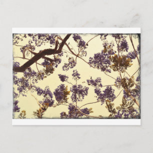 Carte Postale Jacaranda Vintage