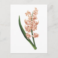 jacinthe de jardin (Hyacinthus orientalis) par Red