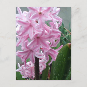 Carte Postale Jacinthe rose joyeuse après la pluie de printemps 
