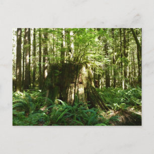 Carte Postale Jack dans le vert