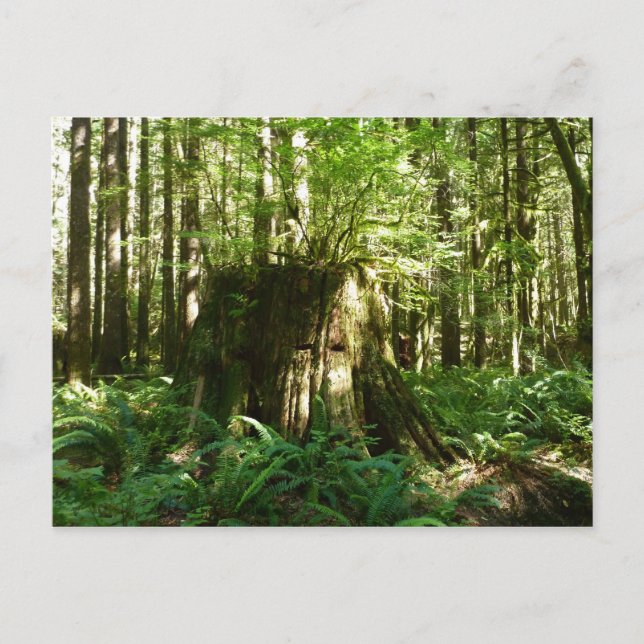Carte Postale Jack dans le vert (Devant)
