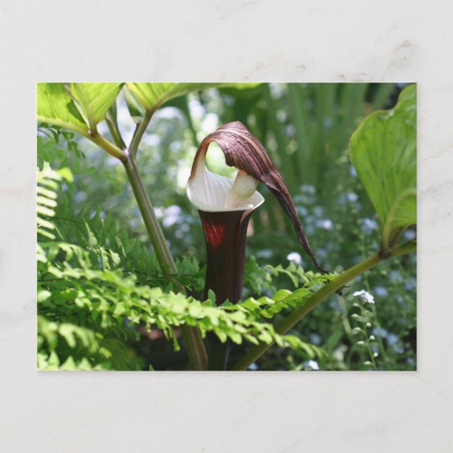 Carte Postale Jack In The Pulpit Flower Photograph (Devant)