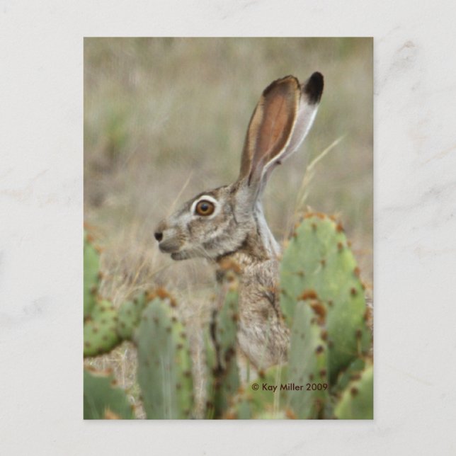 Carte Postale Jack Rabbit - Cactus - 2 - 2009 (Devant)