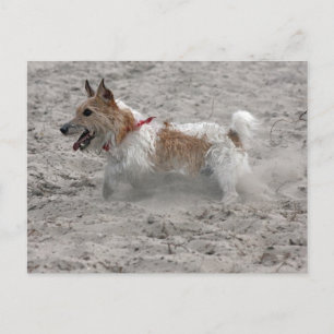 Carte Postale jack russel terrier