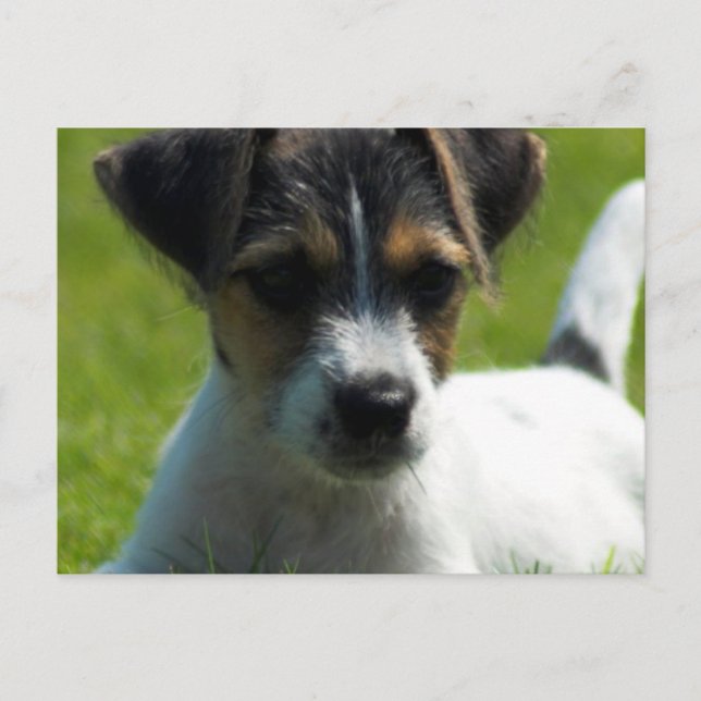 Carte postale Jack Russell Puppy (Devant)