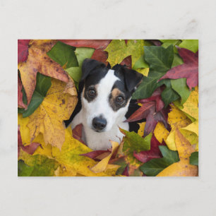 Carte Postale Jack Russell Terrier