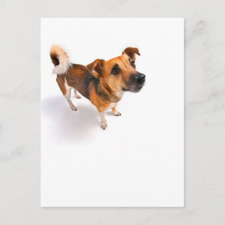 Carte Postale Jack Russell terrier