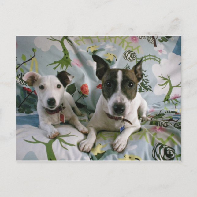 Carte Postale Jack Russell Terrier (Devant)