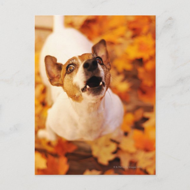 Carte Postale Jack Russell Terrier aboiement et saut, automne (Devant)