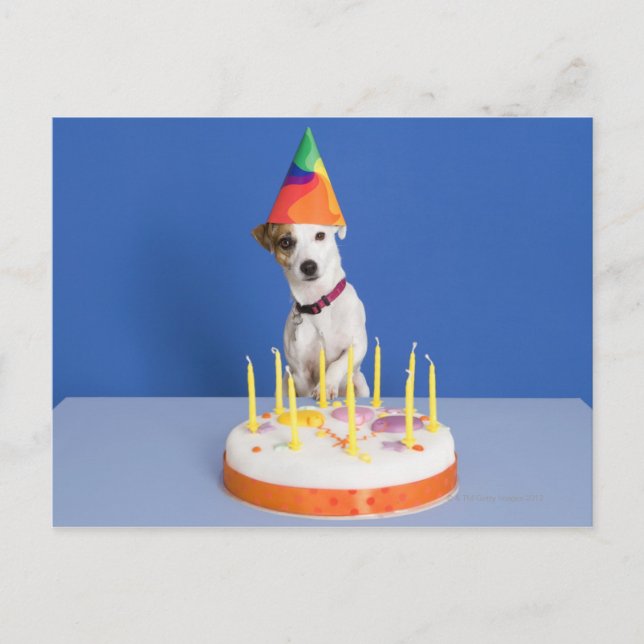 Carte Postale Jack Russell Terrier chien portant casquette de fê (Devant)