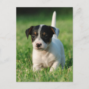 Carte Postale Jack Russell Terrier puppy