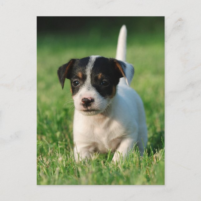 Carte Postale Jack Russell Terrier puppy (Devant)
