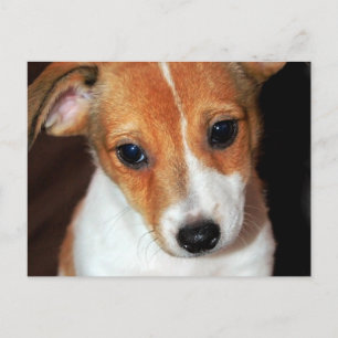 Carte postale Jack Russell Terrier Puppy Chien