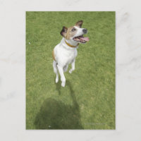 Jack russell terrier saut, vue surélevée