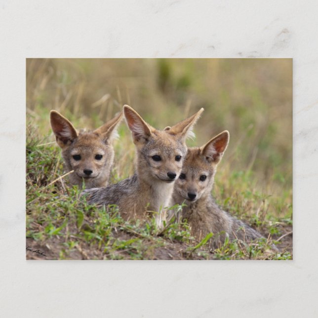 Carte Postale Jackal Pups (Devant)