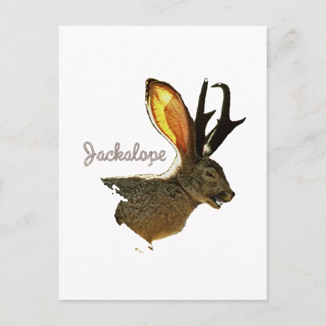 Carte Postale Jackalope (Devant)