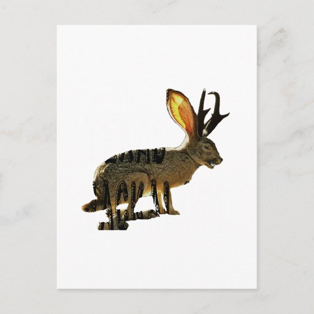 Carte Postale Jackalope (Devant)