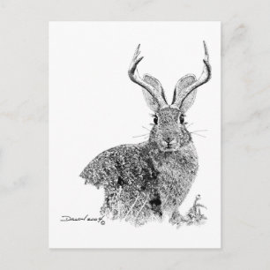 Carte Postale Jackalope