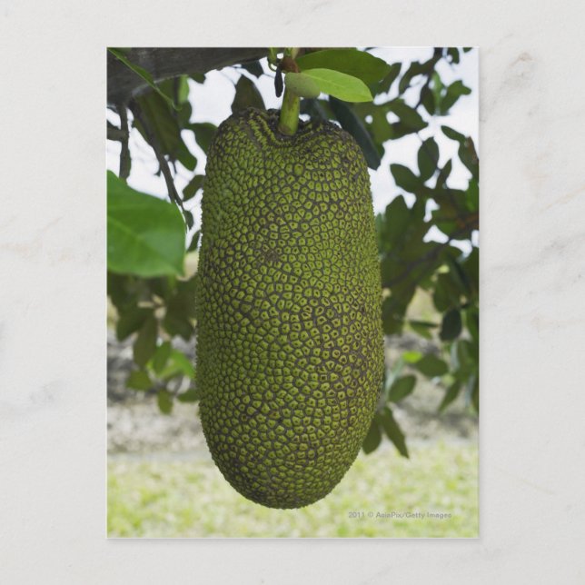 Carte Postale Jackfruit suspendu à l'arbre (Devant)