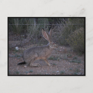 Carte Postale Jacklapin