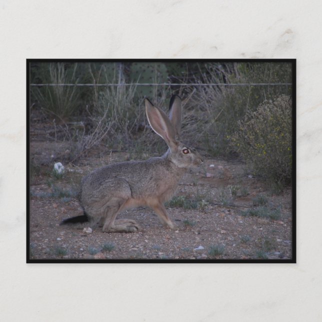 Carte Postale Jacklapin (Devant)