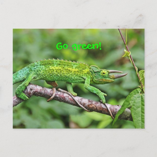 Carte Postale Jacksons Chameleon (Devant)