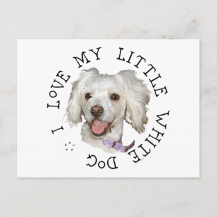 Carte Postale J'adore mon petit chien blanc Caniche / Bichon