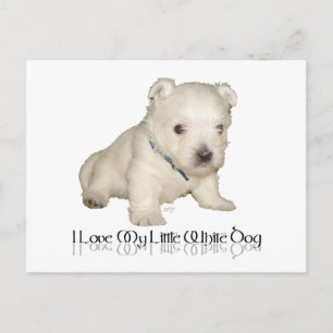 Carte Postale J'adore mon petit chien blanc - chiot Westie