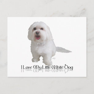 Carte Postale J'adore mon petit chien blanc - Havanais