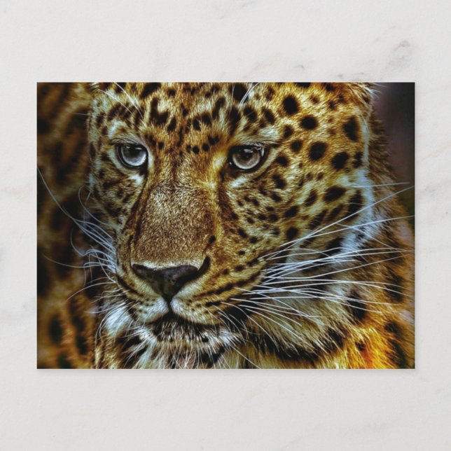 Carte Postale Jaguar (Devant)