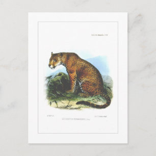 Carte Postale Jaguar