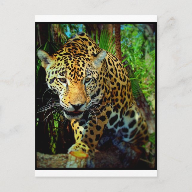 Carte Postale Jaguar (Devant)