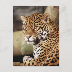 Carte postale Jaguar