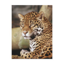 Carte postale Jaguar