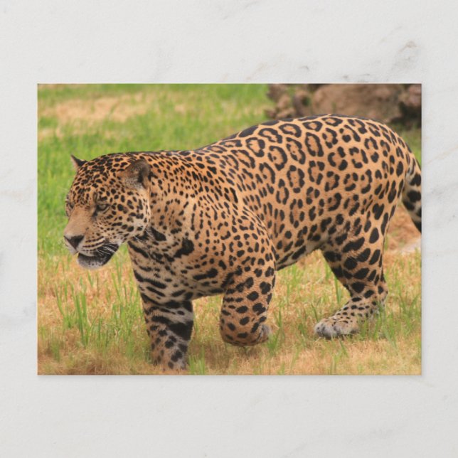 Carte postale Jaguar (Devant)